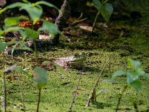 Frog in duckweed