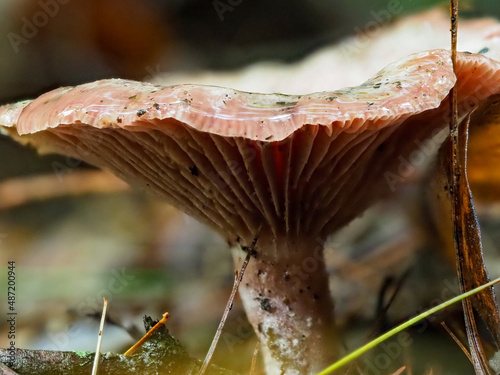 Wet mushroom