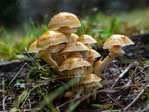 Mushroom family