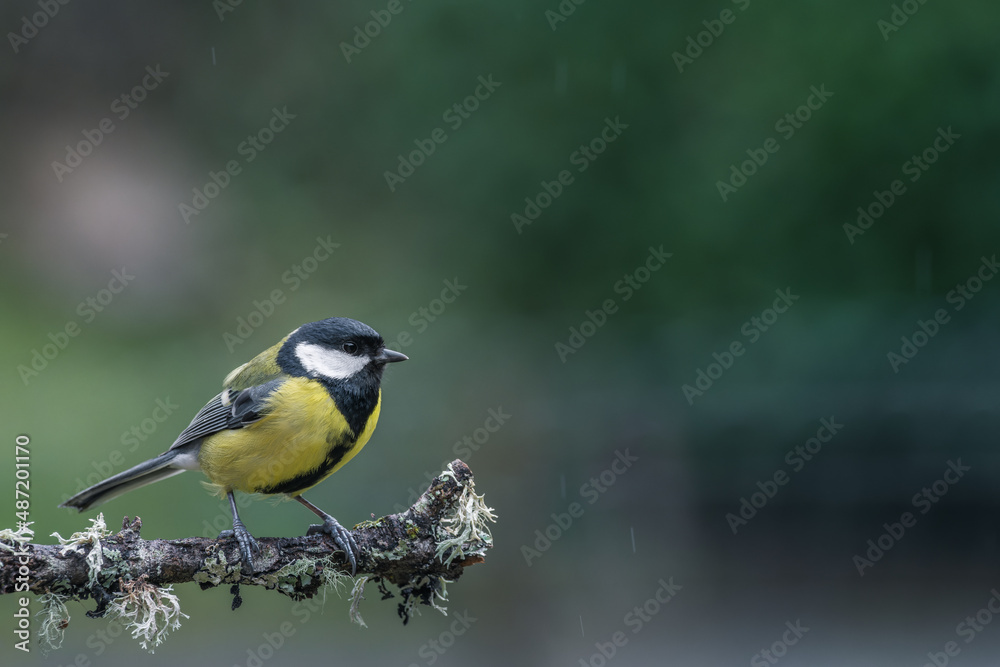 Fototapeta premium Mousetit on a branch under the rain