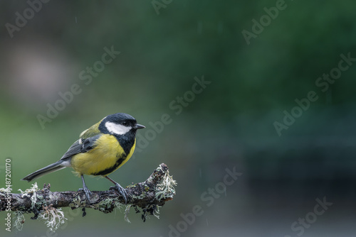 Mousetit on a branch under the rain © Marc Andreu