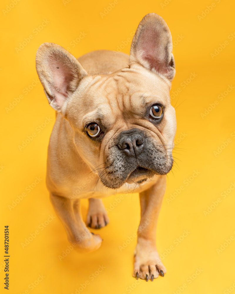 Portrait. French Bulldog. Colour Fawn, walking towards camera. Solid Color Background.