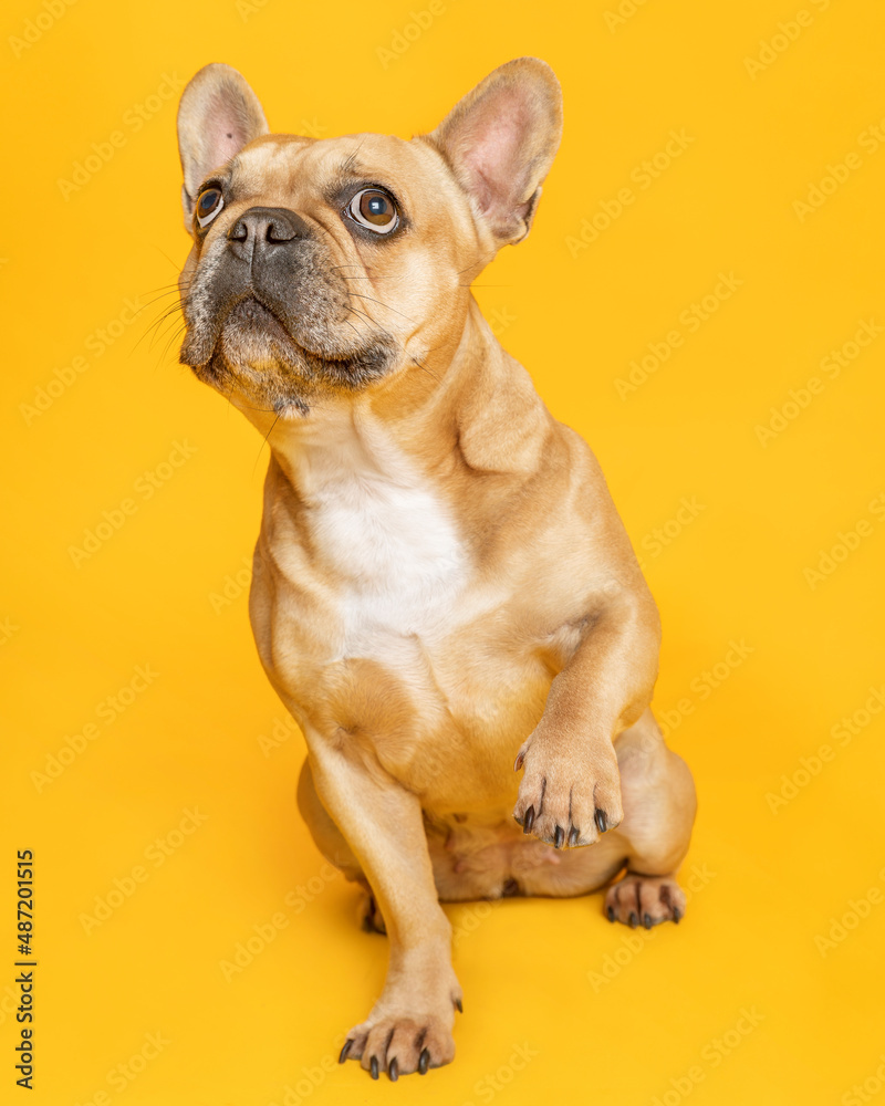 Portrait. French Bulldog. Colour Fawn, looking up with lifting one paw. Solid Color Background.