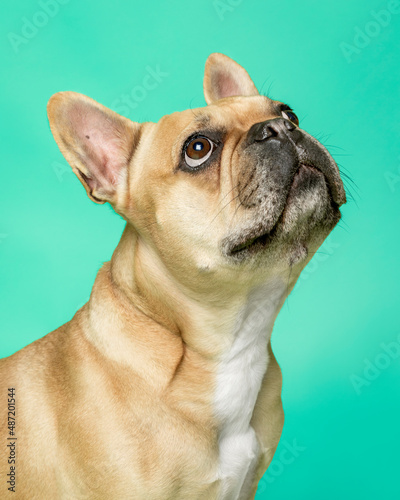 Portrait. French Bulldog. Colour Fawn, looking up in lateral shot. Solid Color Background. © Dany