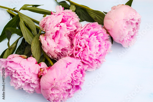 Red, pink peonies in on a light blue table. Copy space