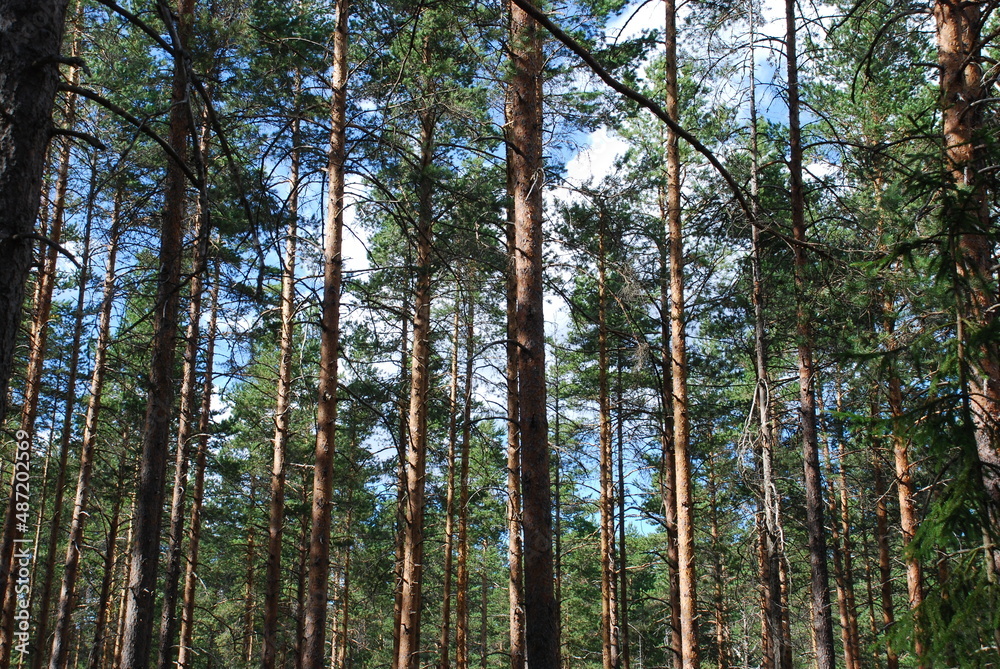 Fototapeta premium Summer day in the pine forest. Tall straight brown pine trunks in the forest. The sun illuminates the tree trunks. Through the green crowns of pines you can see the blue sky with white clouds.