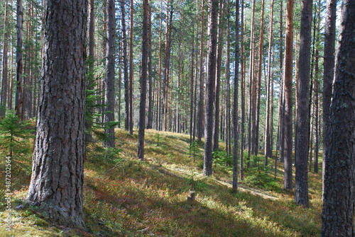 Summer day in the pine forest. Tall straight brown pine trunks in the forest. The sun illuminates the trees and the ground. Blueberries and moss grow on the ground, fallen needles lie.