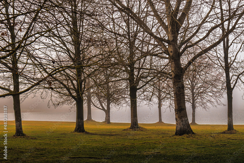Wood in Fog Wood in Fog