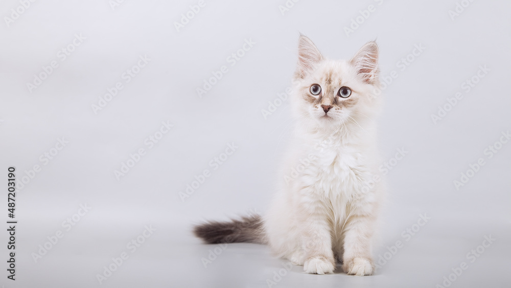 Obraz premium Small Siberian kittens on grey background