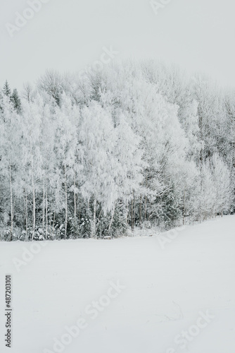 snow covered trees © Anita Austvika