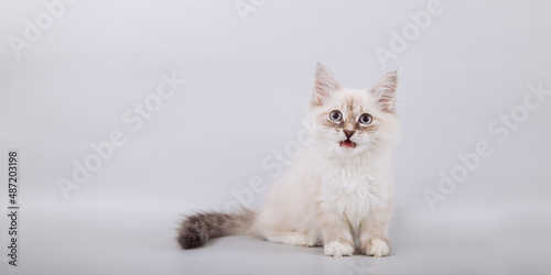 Φωτογραφία Small Siberian kittens on grey background
