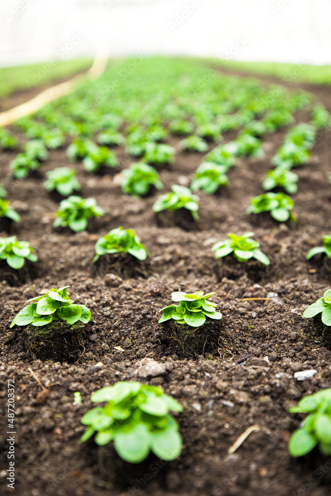 urban gardening vegetable salad greenhouse urban gardening vegetable salad greenhouse