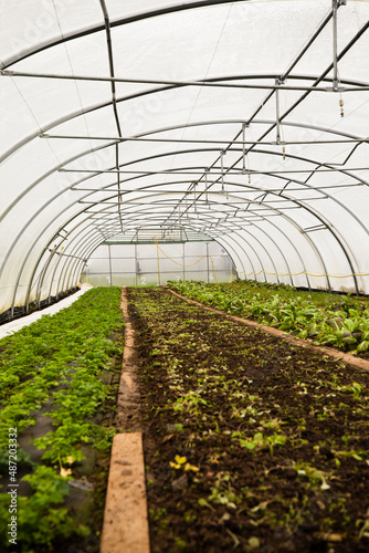 urban gardening vegetable salad greenhouse