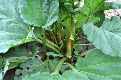 Rhubarb growing in the garden.