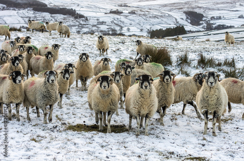 A flock of curious Swaledale sheep on a snowy, remote moor in the North Pennines (Weardale, County Durham) photo