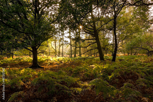 Fényképezés Afternoon sunlight filtering through the mature broadleaf trees in Hertfordshire, UK in autumn