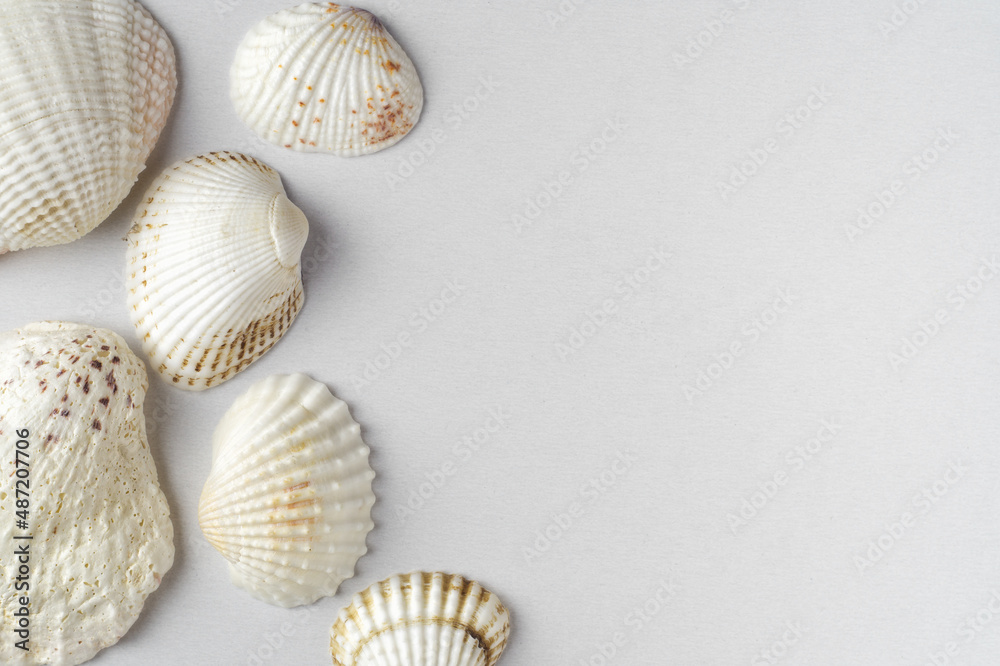 Background of many sea shells Background of many sea shells