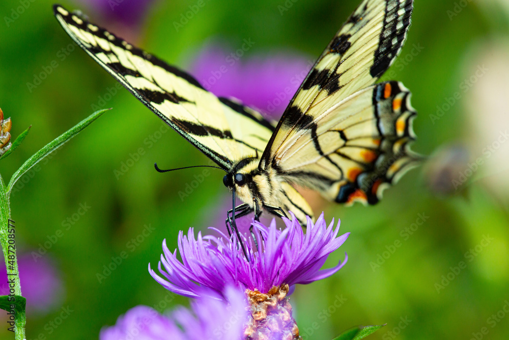 Tiger swallowtail butterfly on knapweed flower in Newbury, New Hampshire. Tiger swallowtail butterfly on knapweed flower in Newbury, New Hampshire.