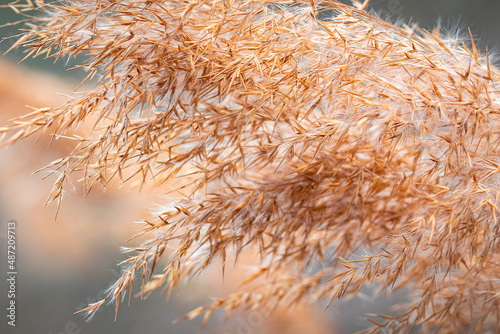 Close-up of decorative grass in the sunshine- golden dry stalks swayed by wind.