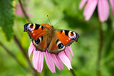 beautiful colorful butterfly sitting on the flower