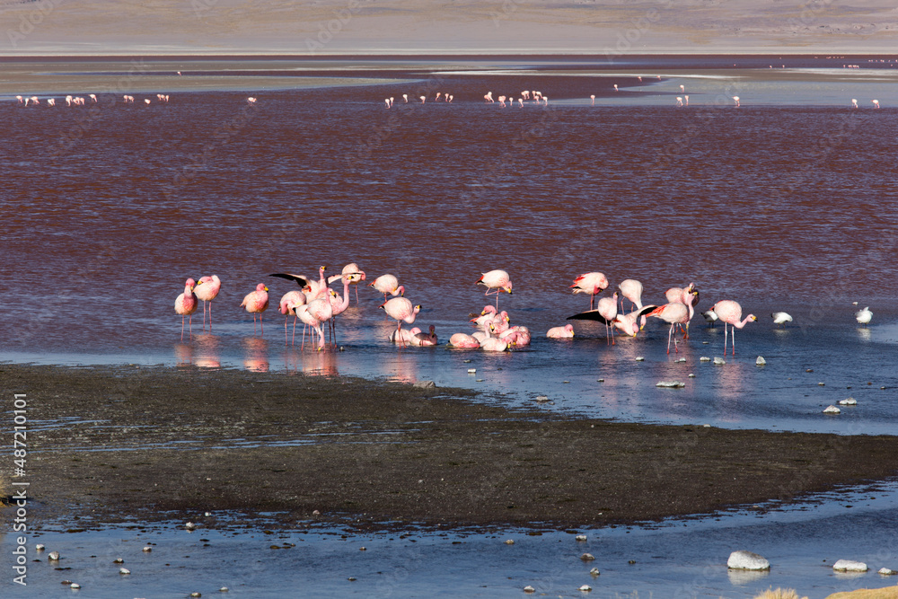 View of pink flamingo birds in lagoon