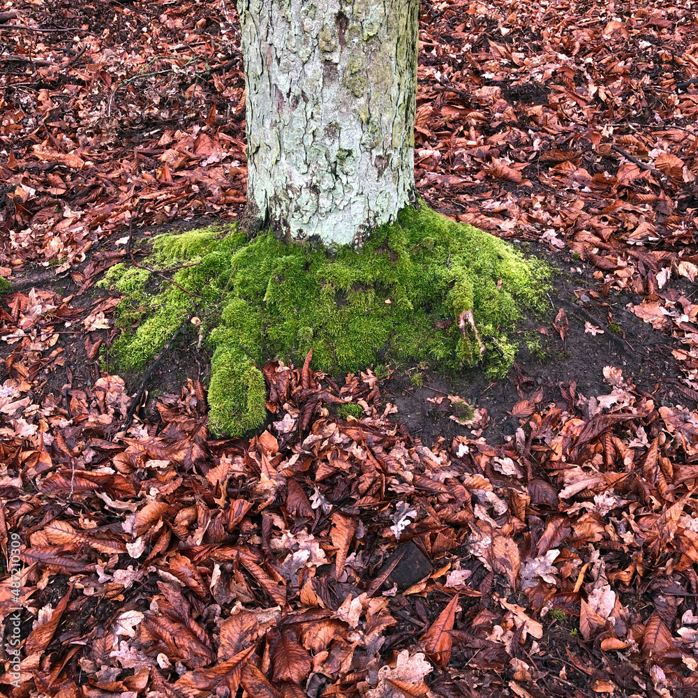 Fallen autumn leaves around a tree with partly covered with fresh moss Fallen autumn leaves around a tree with partly covered with fresh moss