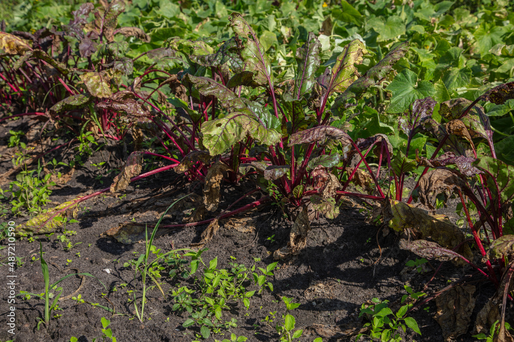 Obraz premium red beet bushes, ecological garden, side view