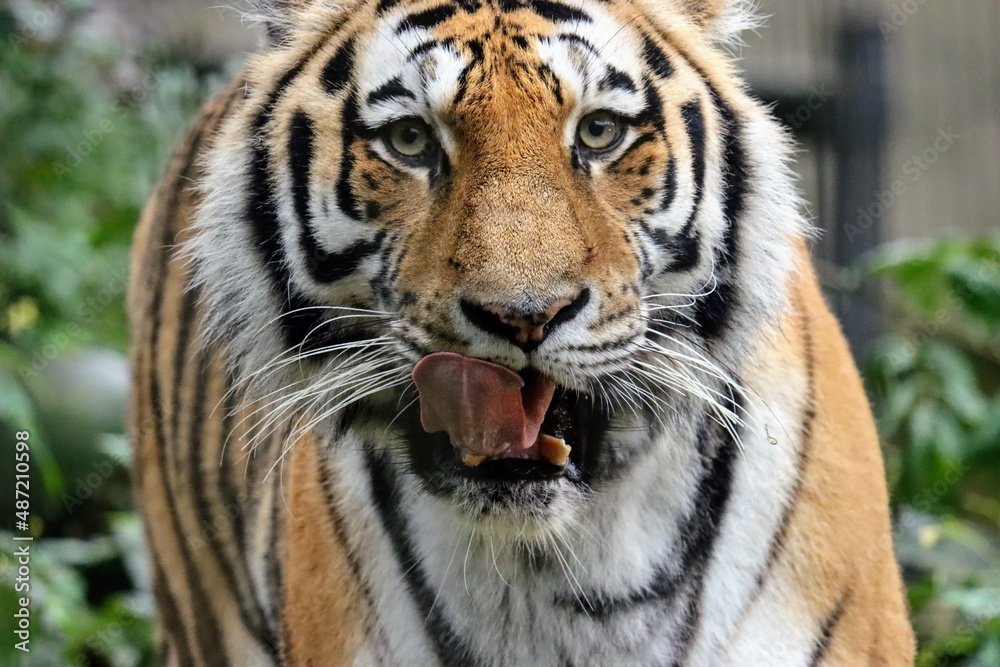 A hungry Tiger licks its tongue while moving towards the prey A hungry Tiger licks its tongue while moving towards the prey