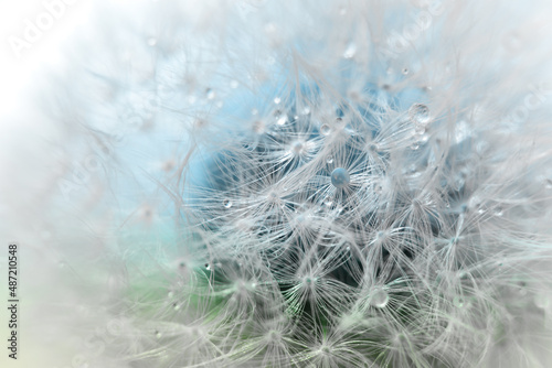 Macro shot of dandelion seeds background in green and blue tones