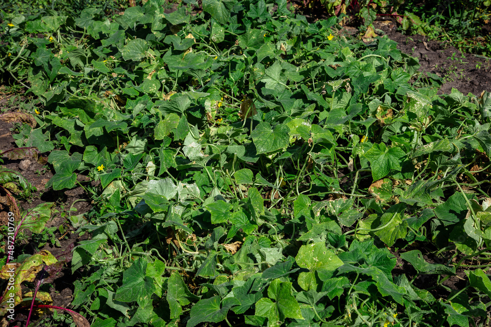cucumber seedlings grow in the vegetable garden cucumber seedlings grow in the vegetable garden
