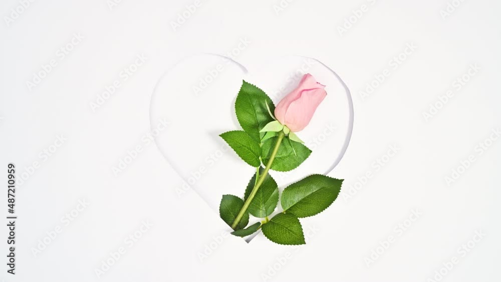 Natural rose appear in Heart shape frame. Aesthetic flower. Spring Stop motion flat lay Natural rose appear in Heart shape frame. Aesthetic flower. Spring Stop motion flat lay