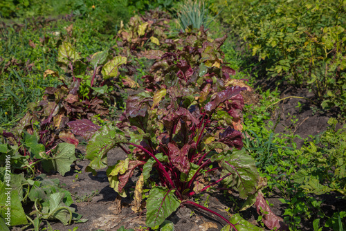cuttings in the vegetable garden, red beet leaves