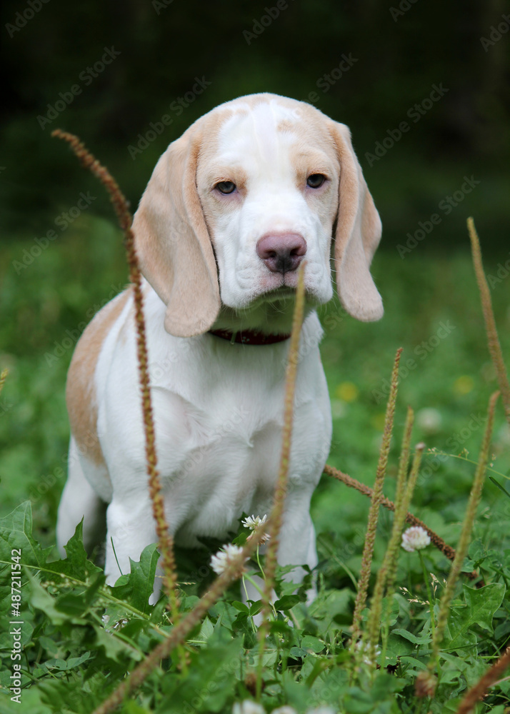 bicolor beagle on the green grass