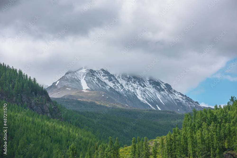 Atmospheric green landscape with sunlit forest hills and high snow mountains ​in low clouds. Beautiful mountain scenery with coniferous trees in sunlight and large snow mountain top under cloudy sky.