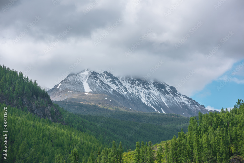 Obraz premium Atmospheric green landscape with sunlit forest hills and high snow mountains ​in low clouds. Beautiful mountain scenery with coniferous trees in sunlight and large snow mountain top under cloudy sky.