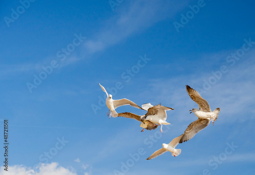 Herring Gulls fighting over food in the air