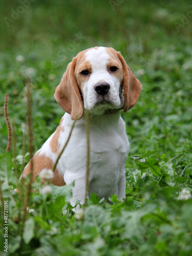 Bicolor beagle on the green grass