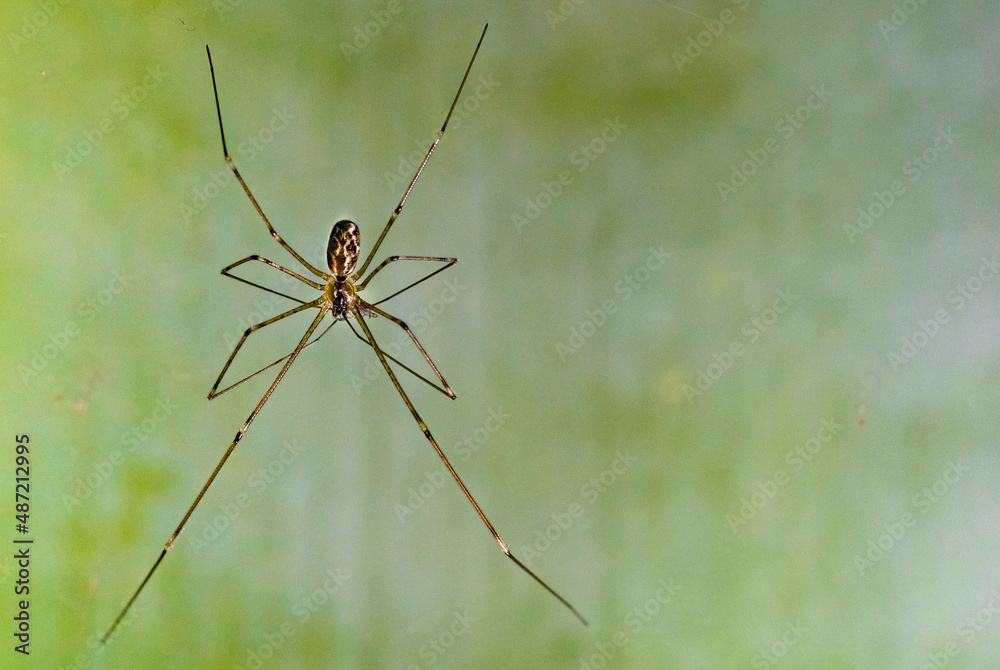 Close-up of isolated harvest spider with long legs on green background Close-up of isolated harvest spider with long legs on green background