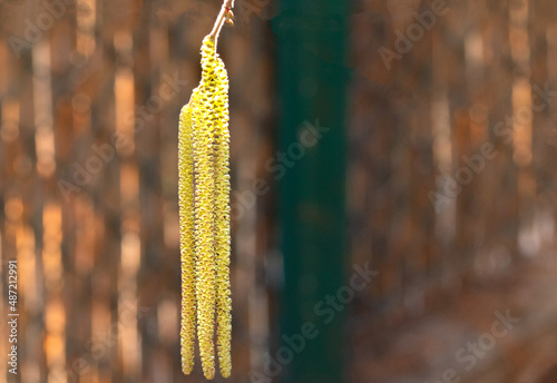 Close-up of catkins on the hazel tree against a brown and green background.
