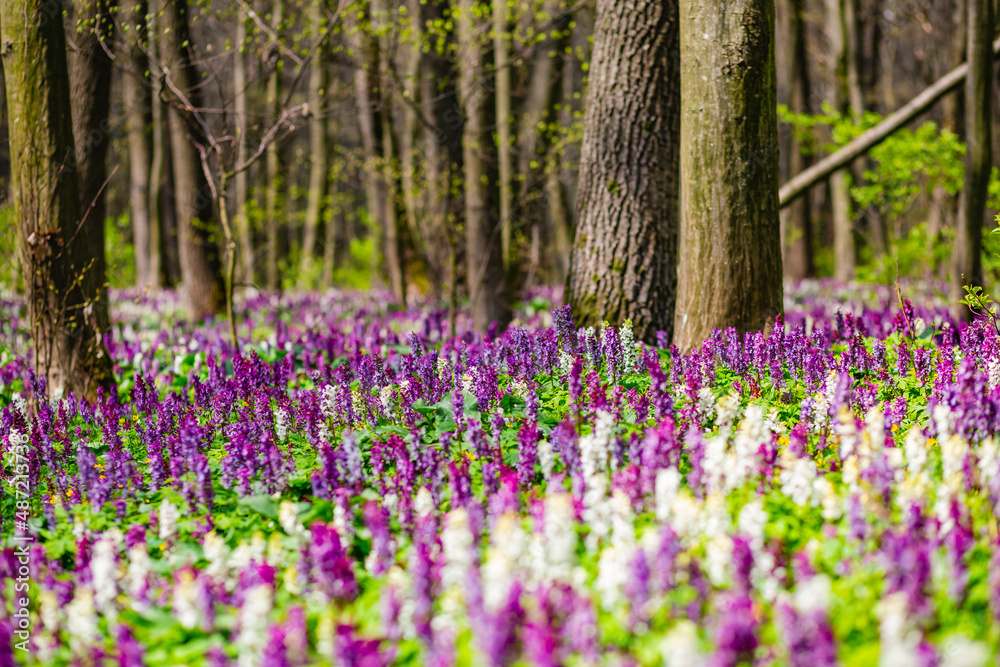 Obraz premium Spring glade in forest with flowering Corydalis cava in sunny day undercover of the tree canopy.
