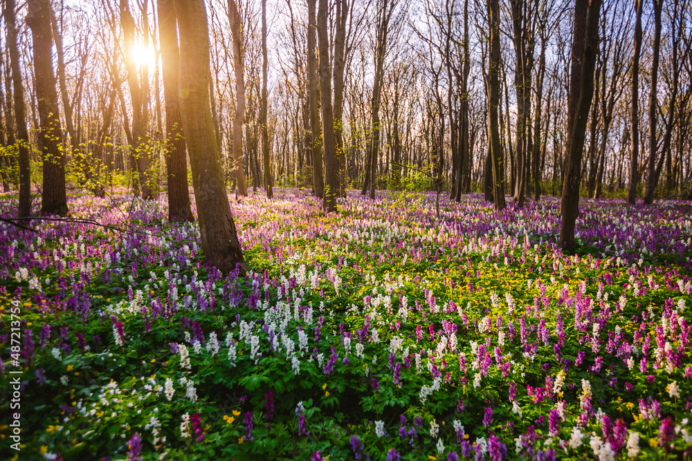 Fototapeta premium Spring glade in forest with flowering Corydalis cava in sunny day undercover of the tree canopy.