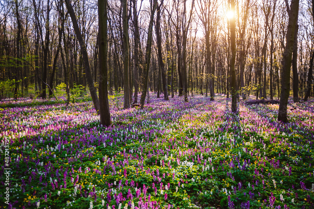 Fototapeta premium Spring glade in forest with flowering Corydalis cava in sunny day undercover of the tree canopy.