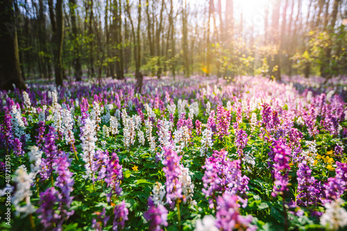 Spring glade in forest with flowering Corydalis cava in sunny day undercover of the tree canopy.