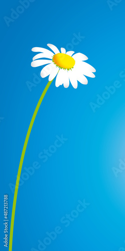 FLEURS PAQUERETTES PRINTEMPS