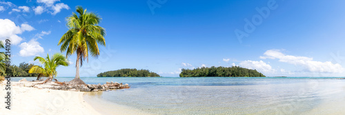Tropical beach panorama with palm tree on a sunny day