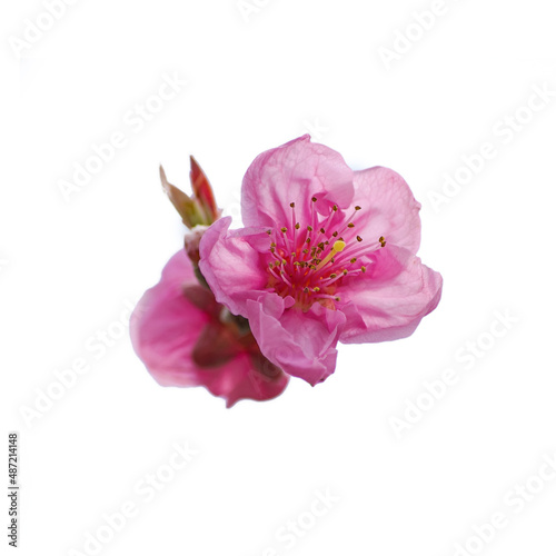 Pink Peach Flowers Blooming on Peach Tree