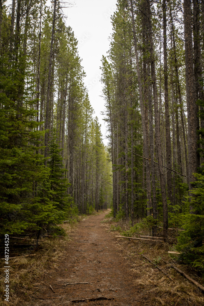 Obraz premium Beautiful dirt trail through Rocky Mountain forest