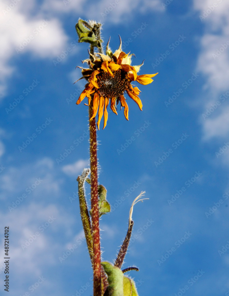 Obraz premium Sunflower