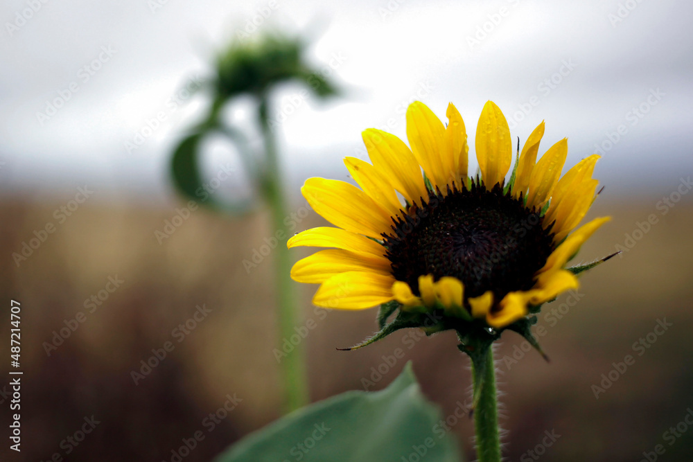 Fototapeta premium Sunflower on a cloudy day.