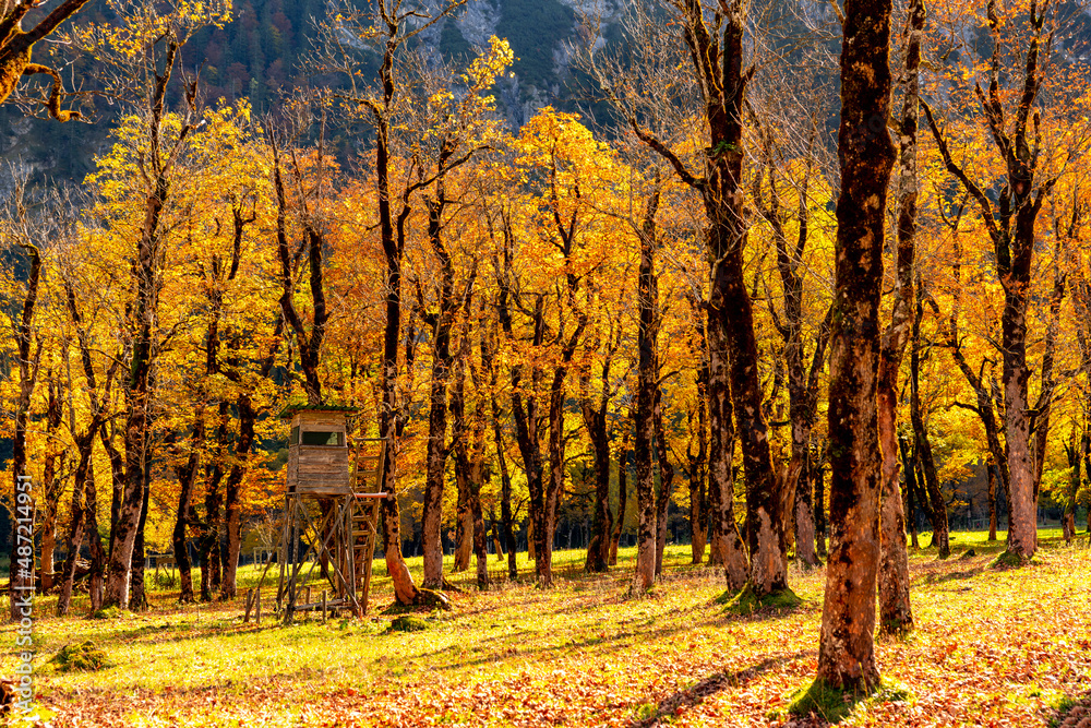 Hunter stand with colourful birch trees in the austrian Alps at Ahornboden